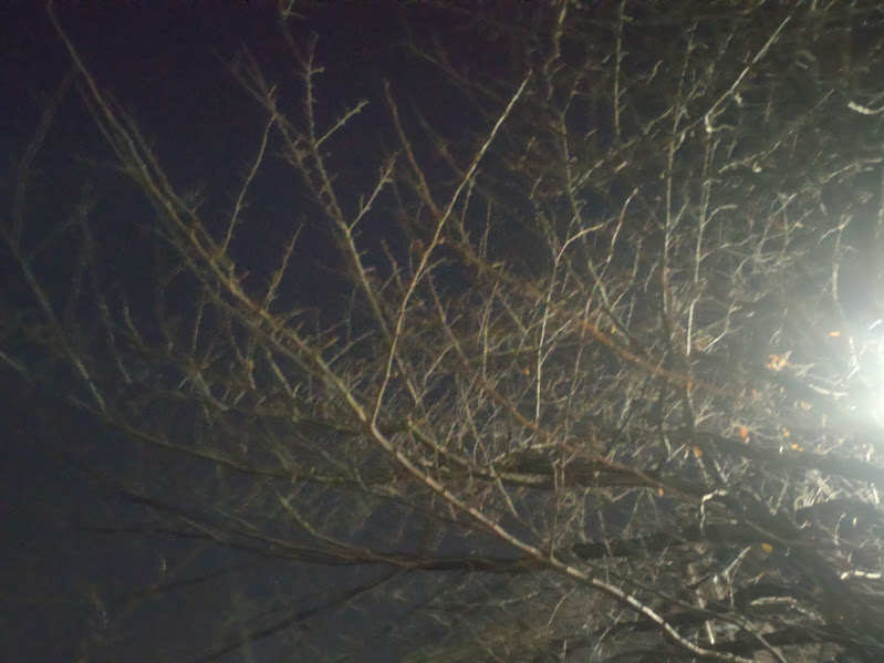 街灯の光に照らされ、葉がすべて落ちた街路樹が立つ冬の夜の道。静けさと冷え込む空気が伝わるウォーキング中の景色。
