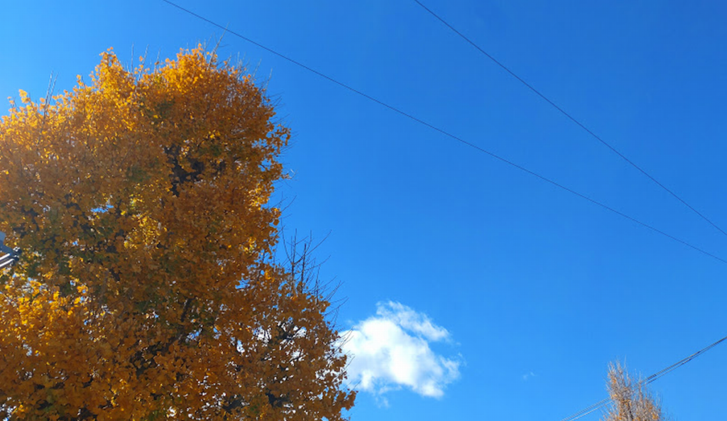 ウォーキング中に撮影したイチョウの木と青空の写真