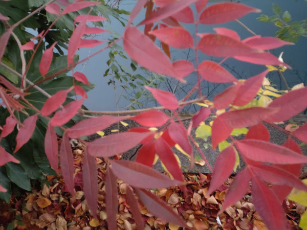 夕方の遊歩道で撮影した赤い葉と地面に散った枯れ葉。夜の寒さと季節の深まりを感じる風景。