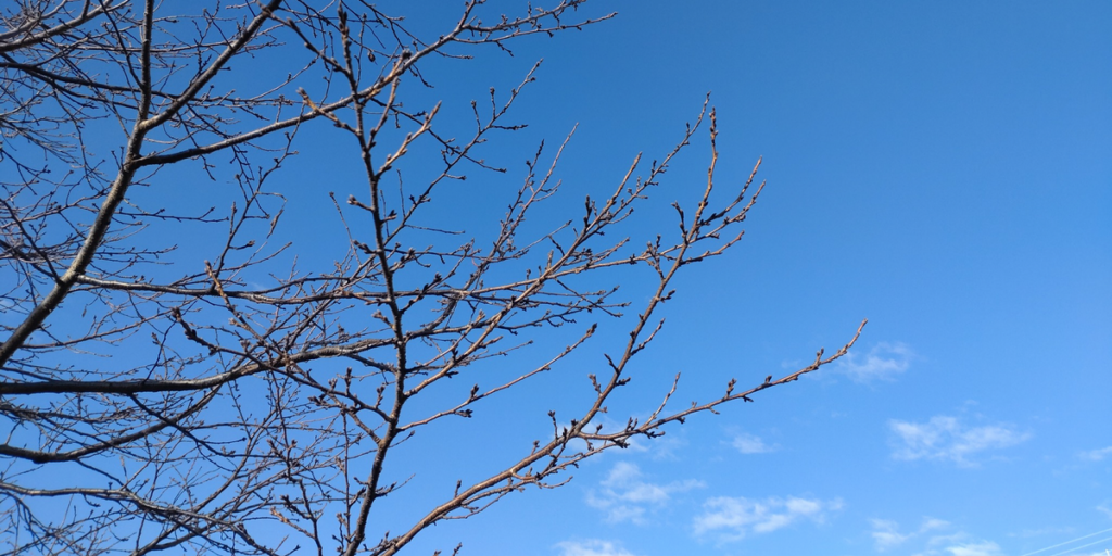 ウォーキング中に撮影した冬の空と木の風景